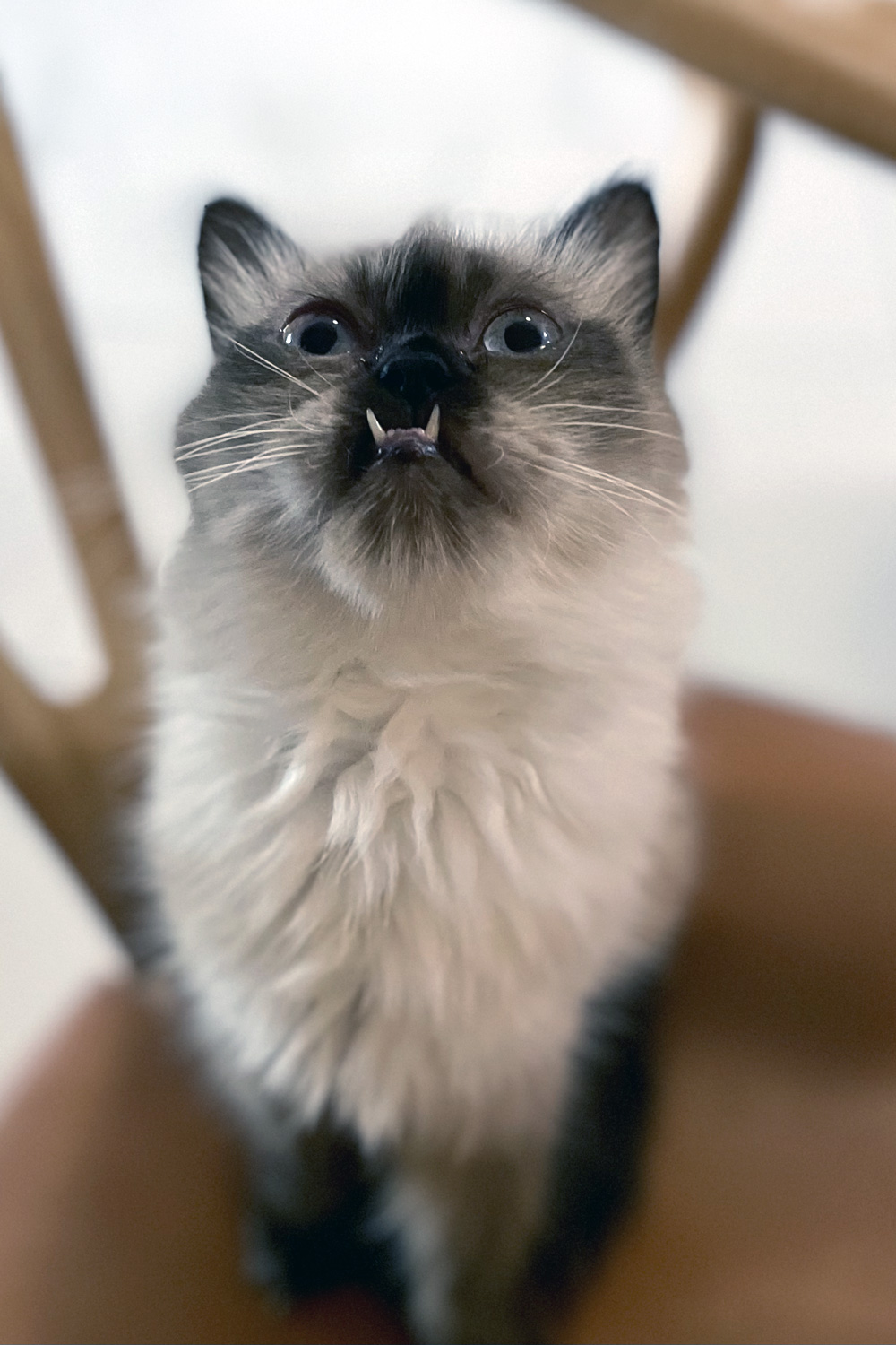 Gigi the cat